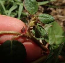Image result for Trianthema portulacastrum
