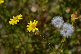 Image result for Senecio sp.no.3