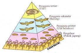 Berikut ini pembahasan mengenai piramida makanan dari pengertian, jenis, tingkatan piramida makanan: Piramid Nombor Dan Aliran Tenaga Dalam Siratan Makanan