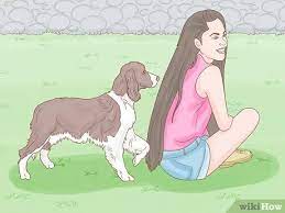 This lets the dog know that the behavior is not wanted, and allows for positive reinforcement if they successfully perform another command. 3 Ways To Stop A Dog From Humping Wikihow