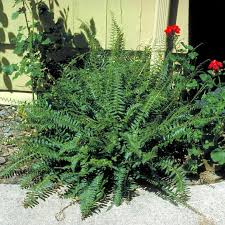 Image result for Polystichum