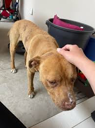 Is this your lost dog in Rosarito?