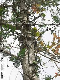 Image result for Acacia cornigera