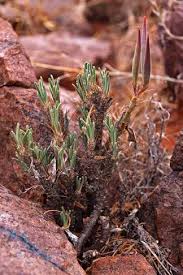 Image result for Kyphocarpa angustifolia