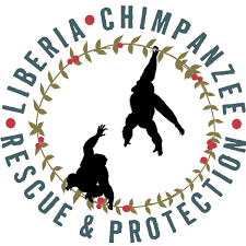 Image result for liberia chimpanzee