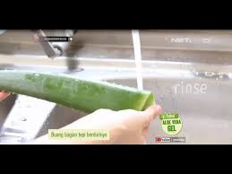 Menurut beberapa penelitian, lidah buaya dikenal kaya akan senyawa dan nutrisi penting yang baik untuk tubuh maupun kulit wajah.berikut beberapa cara penggunaan dan manfaatnya. Tips Membuat Aloe Vera Gel Youtube