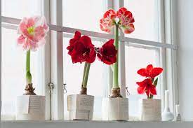 How To Plant And Care For Amaryllis Martha Stewart