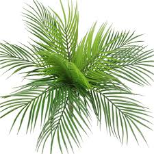 Kalani tropicals is a family run tropical flower farm and cut flower florist on the island of kauai, hawaii. Buy Bird Fiy Artificial Plants Palm Leaves Faux Fake Tropical Large Palm Tree Leaves Imitation Boston Fern Plant Leaf Green Greenery Bushes For Home Jungle Party Flowers Arrangement Wedding Decorations Online In