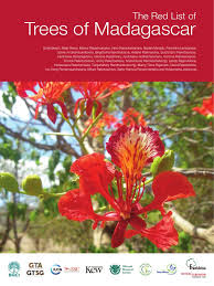 Image result for Lasiodiscus pervillei