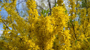 Check spelling or type a new query. Forsythia Bushes Blossomed Yellow Flowers Sunny Spring Day The Bush Began To Bloom Yellow Flowers Beautiful Bush In Sunlight 1621543 Stock Video At Vecteezy