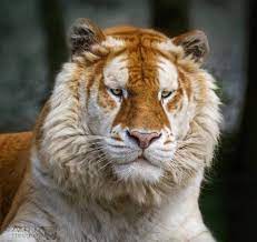 Welcome To Facebook Log In Sign Up Or Learn More Golden Tabby Tiger Tiger Photography Golden Tabby