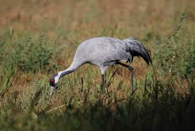 At kranich's you will also find the area's largest selection of diamonds and fine jewelry. Kraniche Storchenschmiede