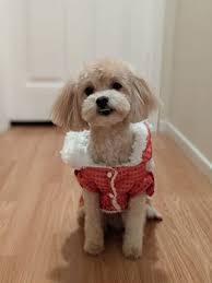 We would love to meet you and your pet and find out how we can best accommodate your boarding, daycare and grooming needs. Pet Stop Grooming 112 Photos 57 Reviews Pet Groomers 8550 Garden Grove Blvd Garden Grove Ca United States Phone Number