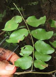 Image result for Dialium holtzii