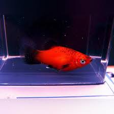 Male Or Female Platy? : R/Aquariums