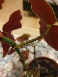 Image result for Brownleea maculata