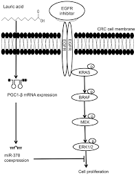 Beteilige dich an der diskussion und rede mit mitreden! Lauric Acid Can Improve The Sensitization Of Cetuximab In Kras Braf Mutated Colorectal Cancer Cells By Retrievable Microrna 378 Expression