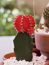 These ruby ball cactus not only make your decor seem aesthetically appealing but also give you a feeling of greenery all around you. Caring For Moon Cactus Also Called Grafted Cactus Or Hibotan
