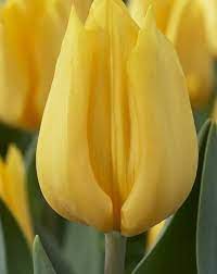 Ftd®, a premier provider of beautiful floral arrangements & flower bouquets since 1910. Tulip Yellow Flight Tulips Easter Colors Flowers
