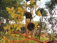 Image result for Dalbergia nitidula