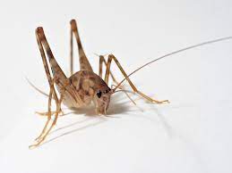 Your pest management professional (pmp) will offer advice to help manage these pests. What Are Camel Crickets Also Called Cave Crickets
