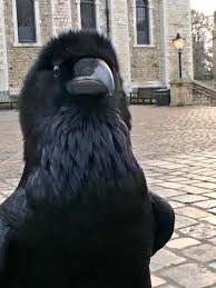 Adorable Raven Bird Photography Raven Bird Raven