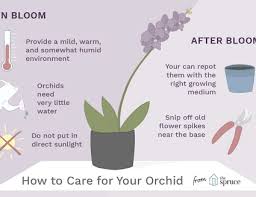 How To Fertilize Your Orchid Collection