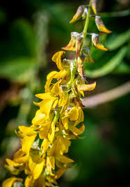Image result for Crotalaria rhodesiae