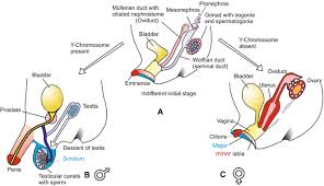 Image result for Sexual Development