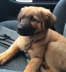 Firstly, again i must apologize for the poor quality. 14 German Shepherd Mixes That Will Make You Say I Want One