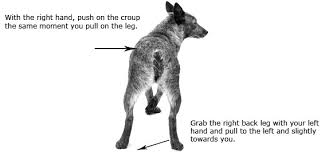 Only the nose is broken more frequently. How To Separate And Break Up A Dog Fight