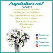 Papatya Faydalari Nelerdir Papatya Saglik Bitki Dogal