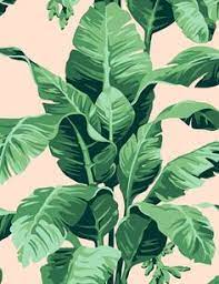 Dekorasi wall decor poster gambar 1 daun monstera hitam putih ukuran 20x20cm shopee indonesia. 33 Ide Daun Monstera Daun Latar Belakang Kertas Dinding