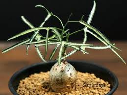 Image result for Pyrenacantha kirkii