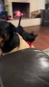 Lord These Chilrennns