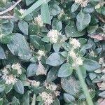 Image result for Guilleminea densa