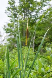 Image result for Typha