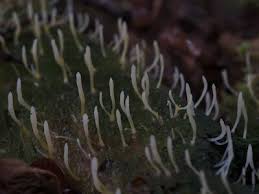 Image result for Multiclavula mucida