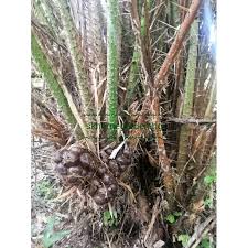 We did not find results for: Anak Pokok Buah Salak Madu Snake Fruit Tree Shopee Malaysia