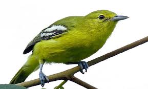 Burung cipoh besar ( aegithina iafresnayei) 4. Makanan Burung Sirtu Agar Cepat Gacor Dan Jenis Jenisnya Kicaumania Net