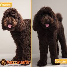 Poodle Pet Grooming Poodle Kopek