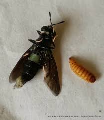 Lalat askar hitam ( hermetia illucens ) tidak banyak dilihat, tetapi mereka membuat gelombang besar dalam industri akuakultur. Lalat Soldadu Hitam Black Soldier Fly Perosak Sangat Berbahaya Kelab Lebah Kelulut