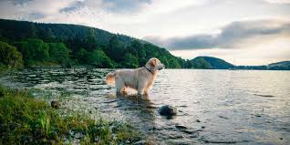 Find and book unique accommodations on airbnb. The Best Countryside Hotels For Dogs Retreats For You And Your Four Legged Friends