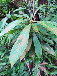 Image result for Actinodaphne