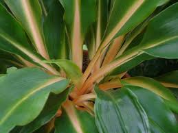 Image result for Chlorophytum Amaniense