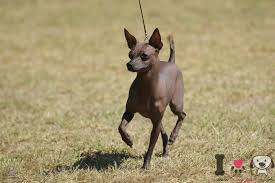 Maybe you would like to learn more about one of these? Perro Sin Pelo Mexicano Informacion Sobre La Raza Perro Sin Pelo Mexicano