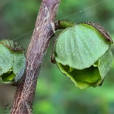 Image result for Annonaceae