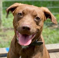 We did not find results for: Dog For Adoption Boss A Labrador Retriever Pit Bull Terrier Mix In Dallas Tx Petfinder