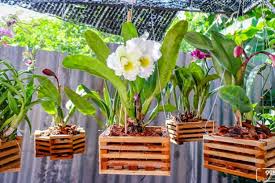 Impatiens memiliki lebih dari 1.000 spesies dan tersebar luas di seluruh belahan bumi utara. Cantik Dipajang Bunga Hias Gantung Mulai Dari Anggrek Geranium Hingga Petunia Ini Makin Menawan Portal Jember