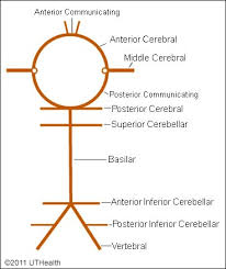 2) medial striate branches of anterior cerebral artery. Neuroanatomy Online Lab 3 The Ventricles And Blood Supply Superficial Blood Vessels Internal Carotid System